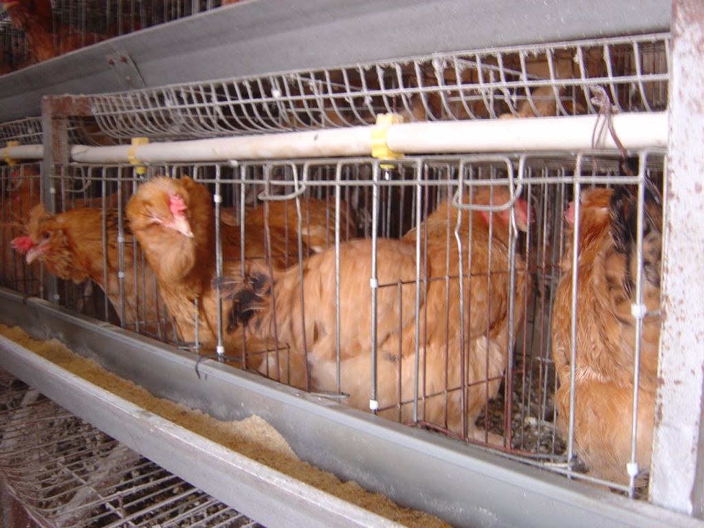 蛋鸡被迫住在空间狭小的笼子里