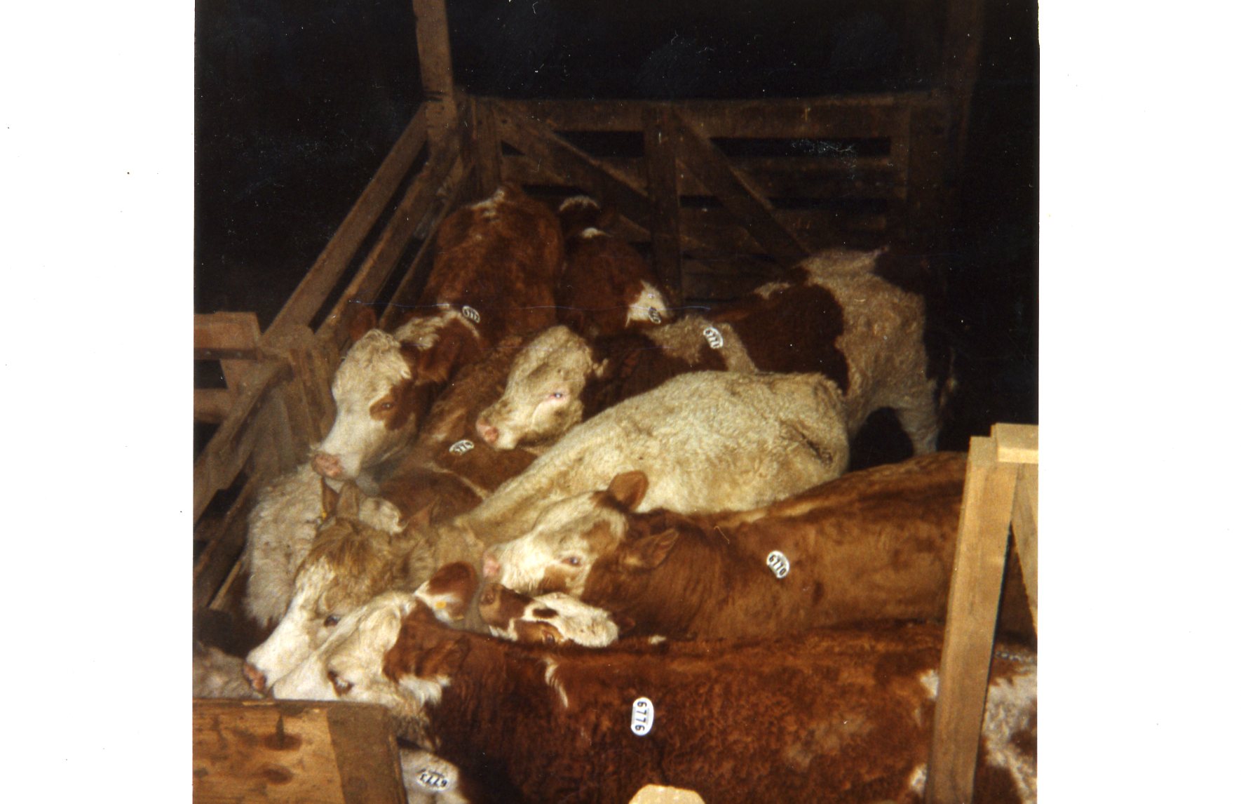 牛在极为拥挤的饲养场度过一生
