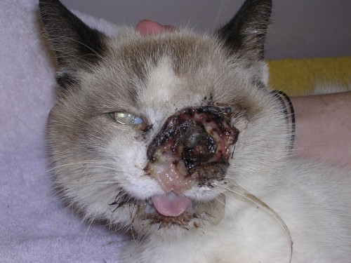 这只名叫“钻石”的猫脸部长了肿瘤，缓慢侵蚀她的脸