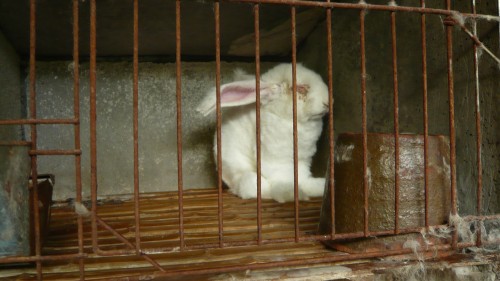 angora rabbit in cage with eye discharge 4
