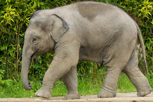 Baby Elephant walking