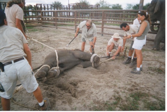 baby elephant chained by all fours, men pulling on his/her legs