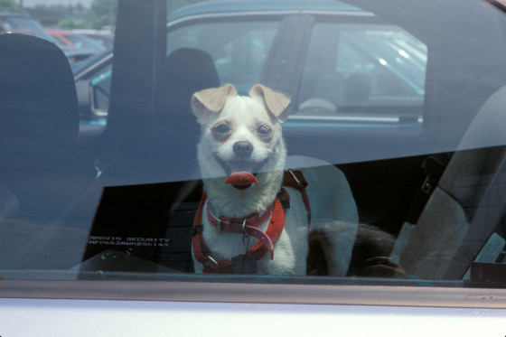 Dog in Car_Lisa L