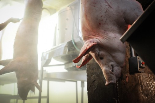 Dead-pig-hanging-in-Factory-Farm