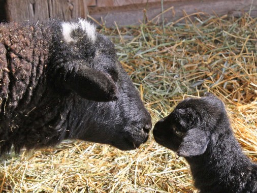 mom and baby sheep