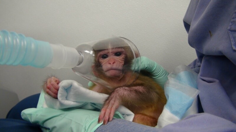 Baby-Monkey-Forced-to-Inhale-Drugs1