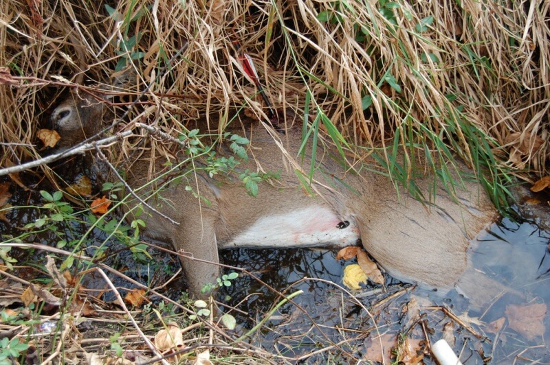 A deer killed by an arrow, lying in a shallow pool of water in a wooded area in Langhorne, Pennsylvania. The arrow still protrudes from its side.