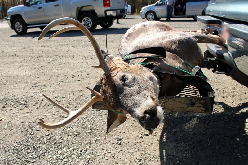 Close-up of dead deer strapped to the back of an SUV during PETA's drone demonstration.