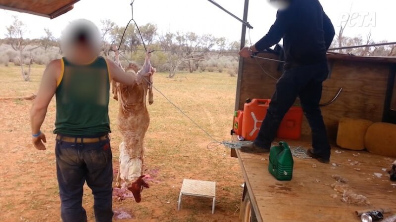 A supervisor cut into this fully conscious sheep’s throat and then slaughtered him or her for the crew to eat.