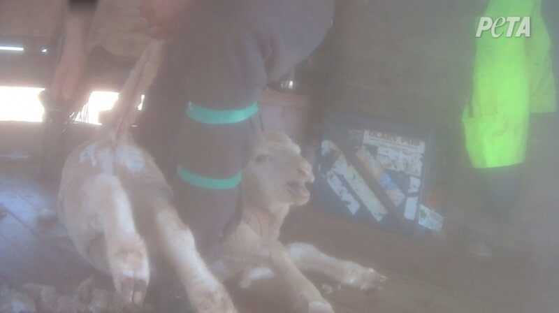 Shearers were rough with sheep, kneeling and standing on them.