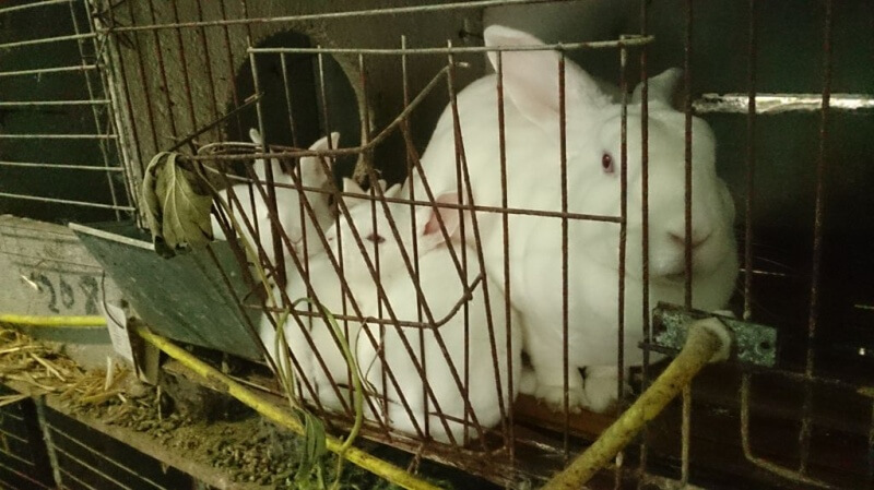 A-female-rabbbit-and-her-one-month-olds2