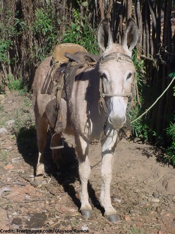 burrinho-donkey-1391353-639x852
