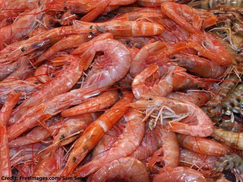 shrimp-1411432