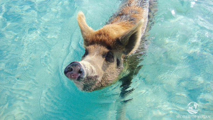 caribbean-swimming-pigs-vegan-2-728x410