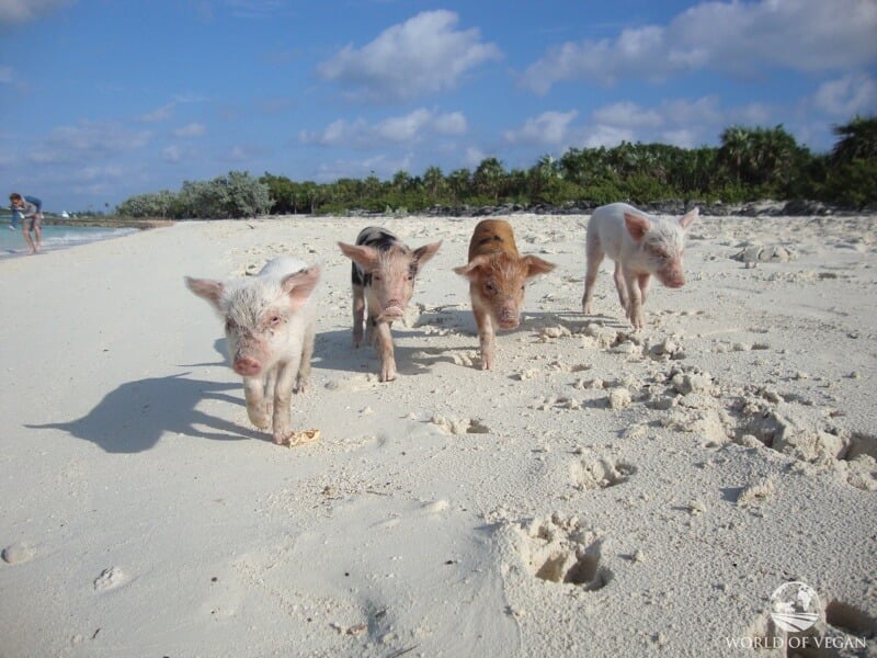 swimming-pigs-2