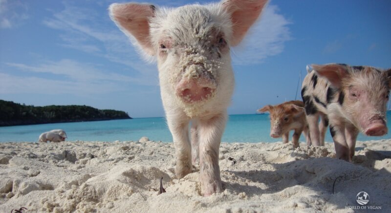 swimming-pigs-caribbean-1