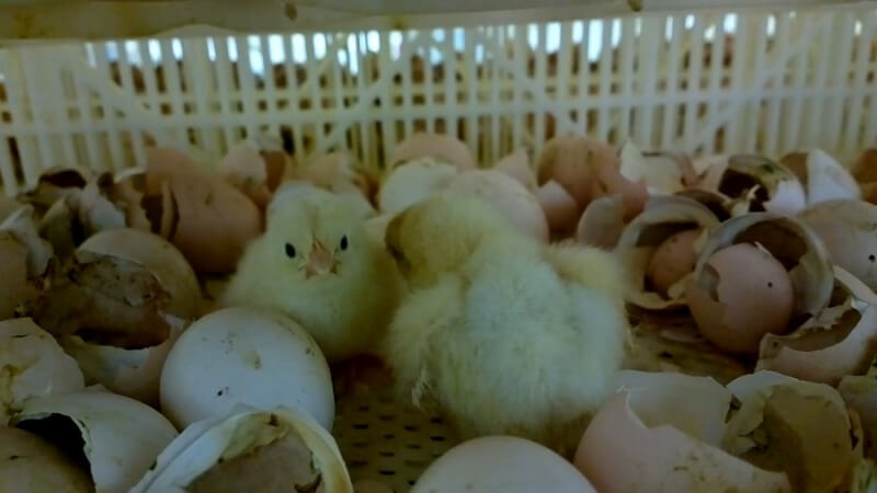 Late-hatching chicks were not considered useful to the company and were left to die or be killed.