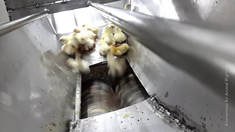These live chicks were ground up in this typical macerator at another hatchery.