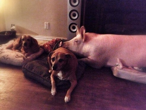 esther-wonder-pig-dogs-493x370