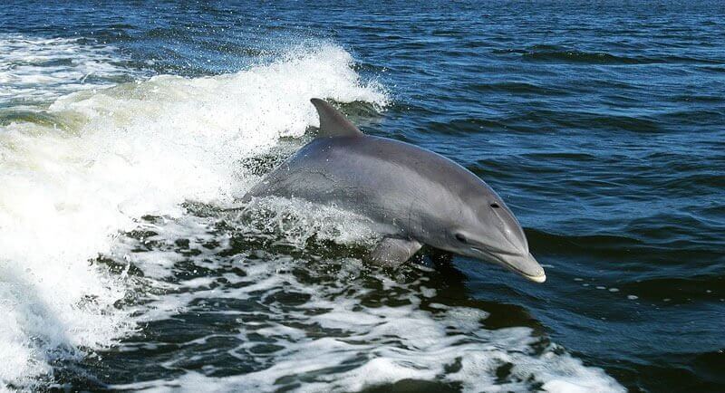 dolphin-in-ocean