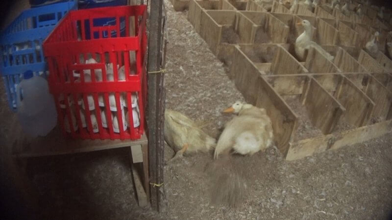 11-this-duck-survived-for-at-least-two-minutes-after-a-worker-wrung-her-neck