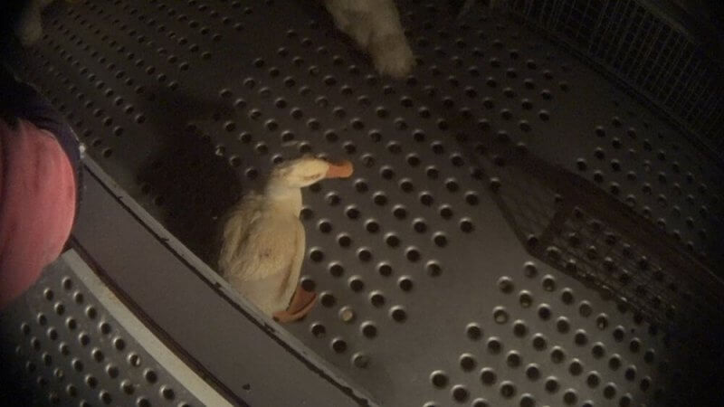19-this-duck-destined-for-slaughter-had-mucus-covered-eyes-and-appeared-unable-to-see-this-condition-was-common-in-the-barns-and-workers-attributed-it-to-high-concentrations-of-ammonia