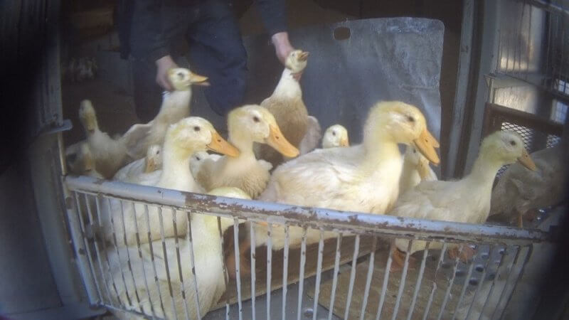 20-thousands-of-ducks-many-of-whom-were-injured-or-lame-were-dumped-kicked-or-thrown-onto-trailers-before-being-hauled-hundreds-of-miles-away-to-be-slaughtered