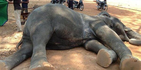 看完这个泰国小象被绑架的视频, 你该明白你骑着的是一个多么沮丧的灵魂