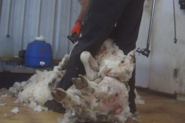 暗访直击：澳大利亚羊毛产业再次被曝虐待绵羊