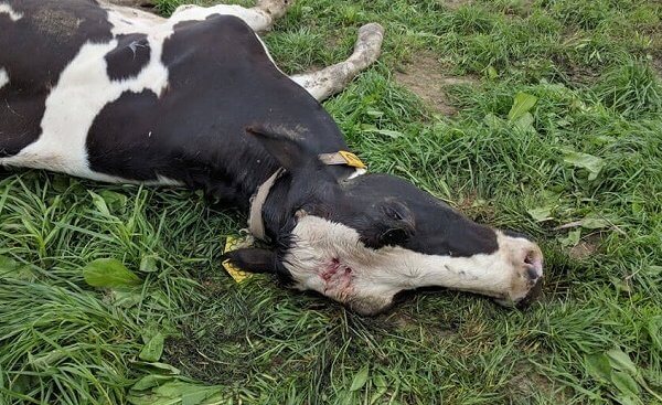 澳洲奶场被曝锤杀小牛，残忍产品销往全球