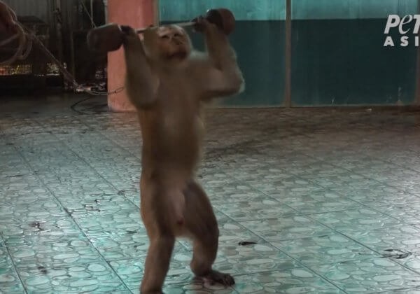 泰國布吉島的猴子是如何被“訓練”的？
