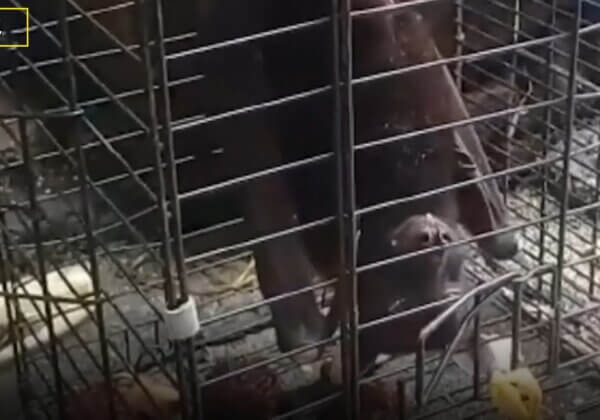 調查片段：鮮血滿地的活體動物交易市場繼續在亞洲各地營運