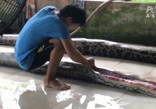 越南蟒蛇被充氣致死 只為「奢侈」品提供珍異皮革