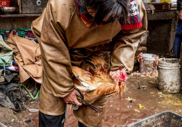 緊急！請呼籲關WHO閉活體動物交易市場 阻止致命病菌繁殖傳播