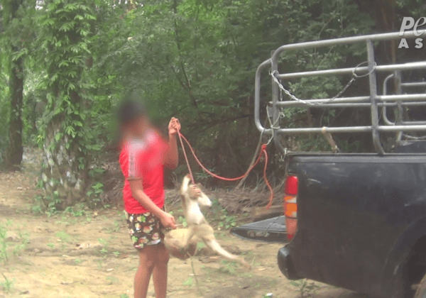 泰國猴子仍然被奴伇 ，PETA呼籲抵制泰國椰子製品