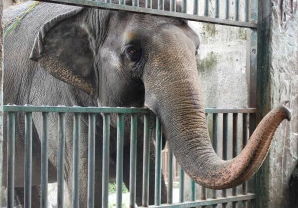 PETA為全世界最孤獨的大象馬麗哀悼