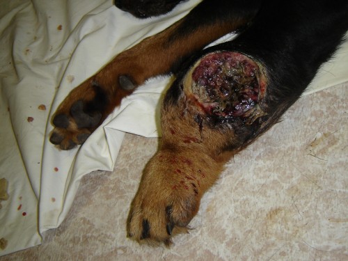 狗狗“莎夏”的腿遭咬伤后严重感染