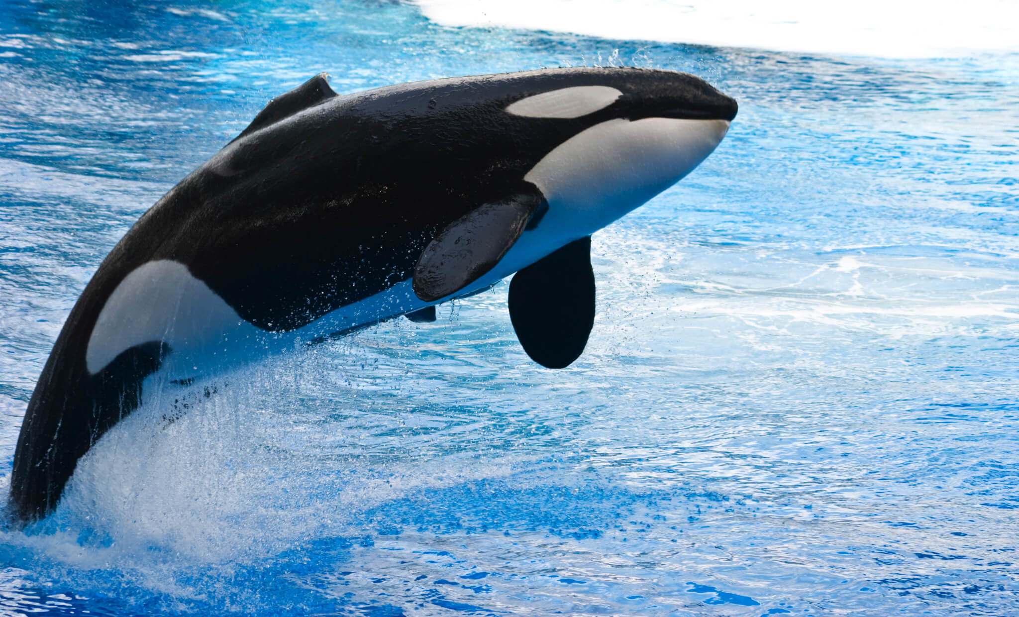 关于虎鲸你所不知道的事| 近期新闻| 亚洲善待动物组织