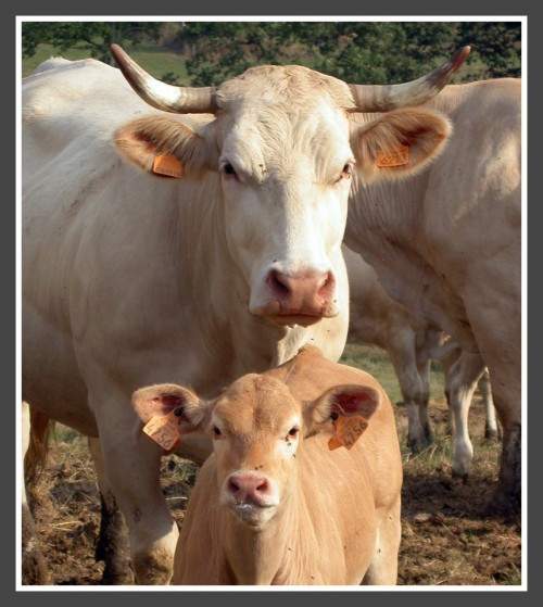calf and cow
