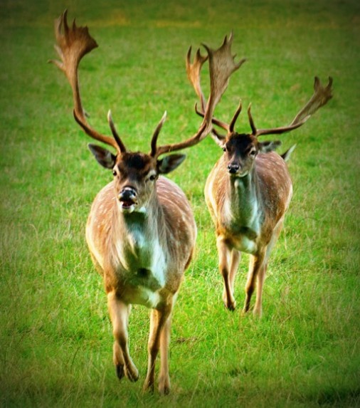 Deer Couple running towards Viewer