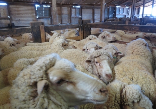 国际揭露：为取得羊毛，羊被杀死、殴打、踩踏、割伤