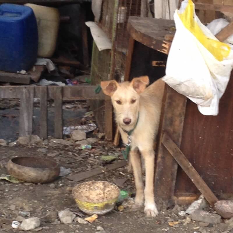 Pasay Pups, December 2014 (40)