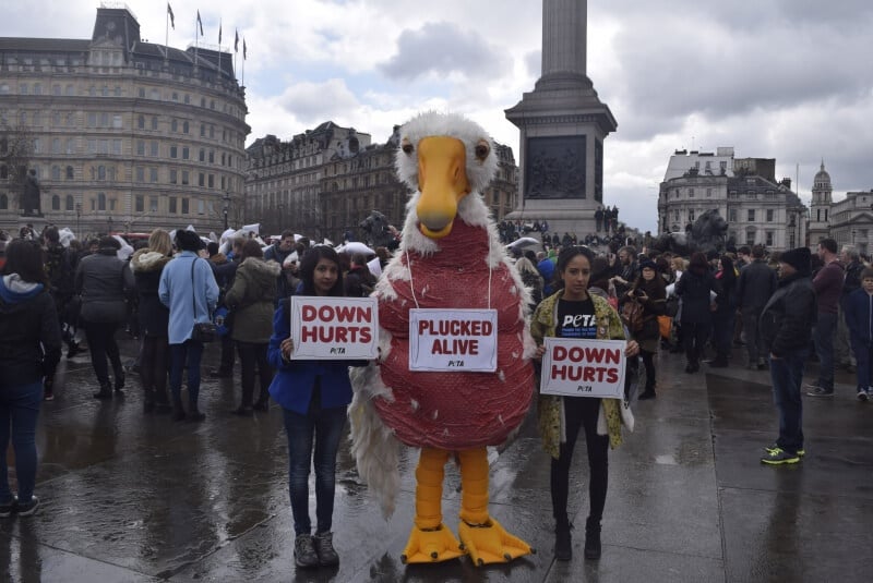 Activists protest the cruel down industry at International Pillow Fight Day in London's Trafalgar Square. One wears a giant plucked goose or duck costume. "Down Hurts." "Plucked Alive."