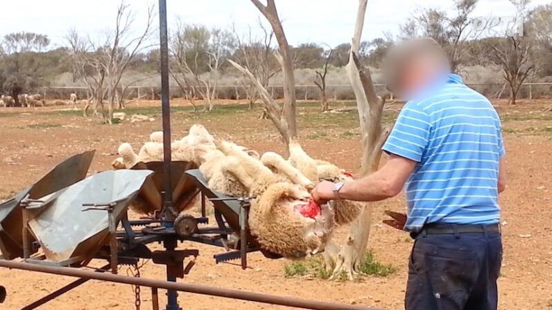 Sheep like this one named Alex by PETA also had chunks of their flesh cut off with shears in a crude attempt to address problems caused by breeding them to produce excessive amounts of wool.