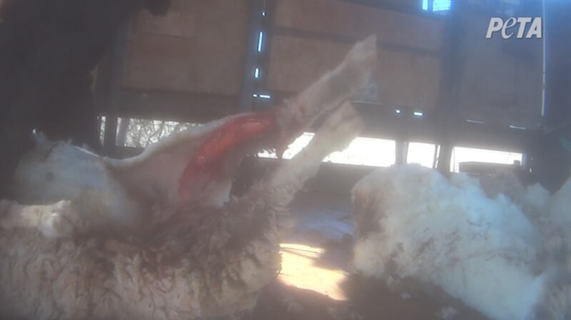Fast, rough shearing left sheep like this one cut up and bleeding. The eyewitness did not see the animals provided with any pain relief or veterinary care.
