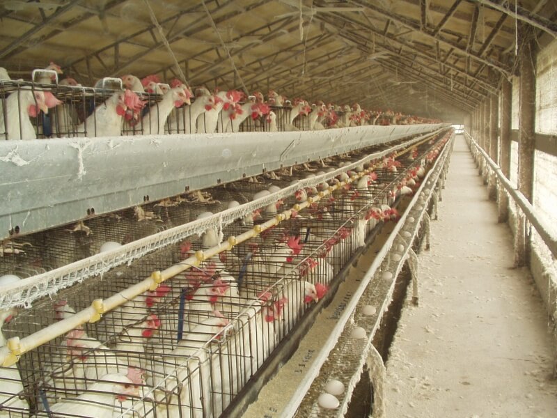 long row of hens in cages, eggs distributed along holder