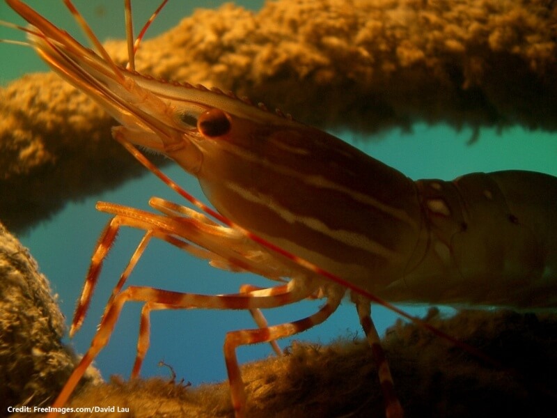 shrimp-1485183-1280x960