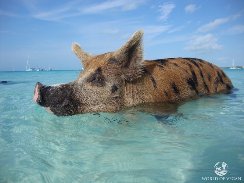 swimming-pigs-caribbean