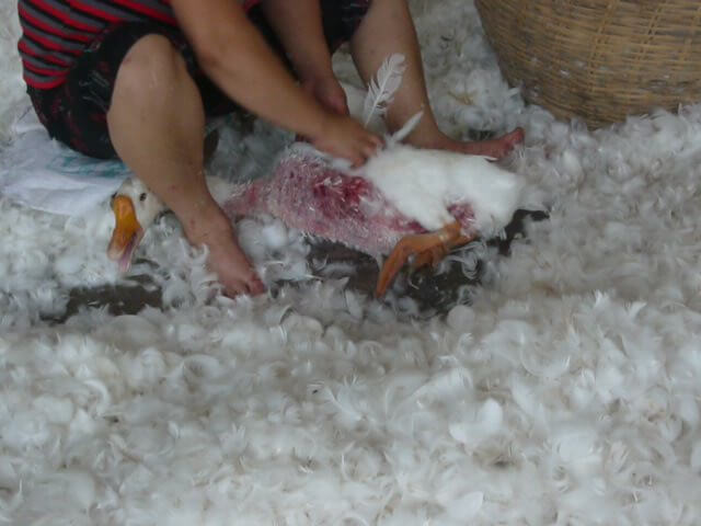 Goose having feathers plucked for down at China feather farm.
