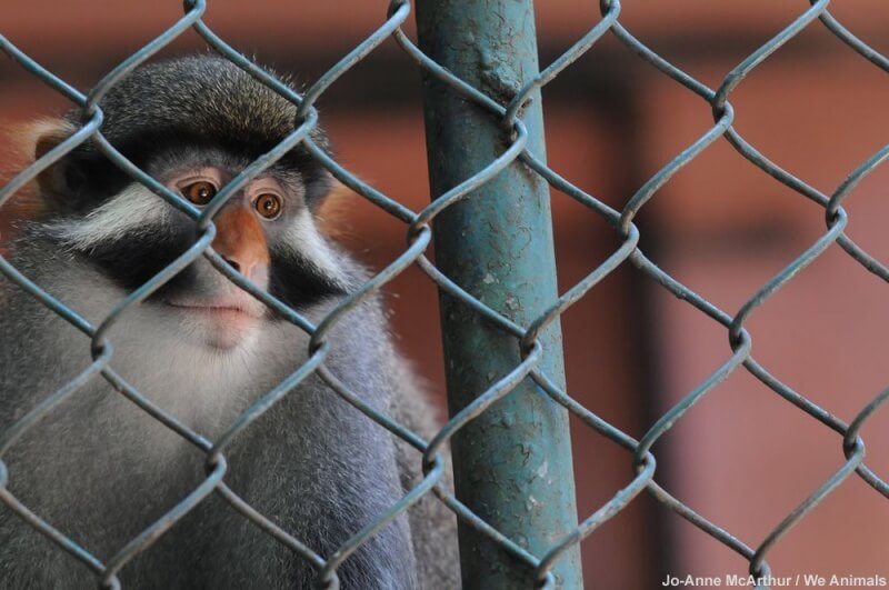 monkey-at-zoo
